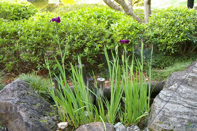 Iris Louisiana am Gartenteich (Einrichtungsbeispiele mit Louisiana-Iris)