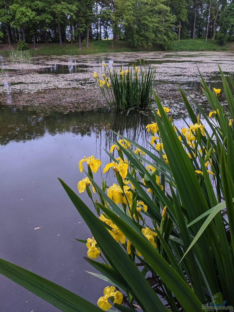 Iris pseudacorus am Gartenteich (Einrichtungsbeispiele mit Sumpf-Schwertlilie)