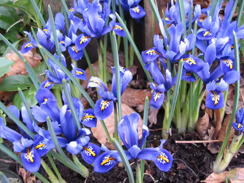 Iris reticulata im Garten pflanzen (Einrichtungsbeispiele mit Netzblatt-Schwertlilie)