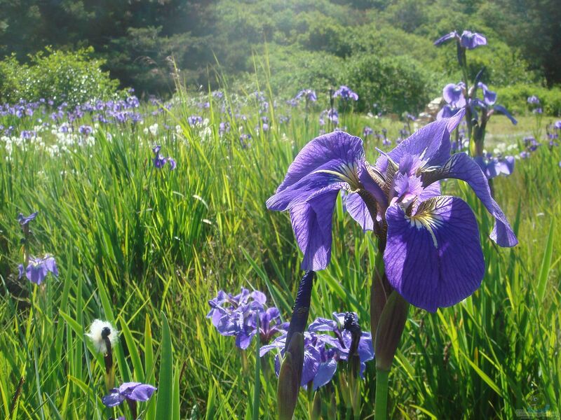 Iris setosa am Gartenteich (Einrichtungsbeispiele mit Strand-Iris)