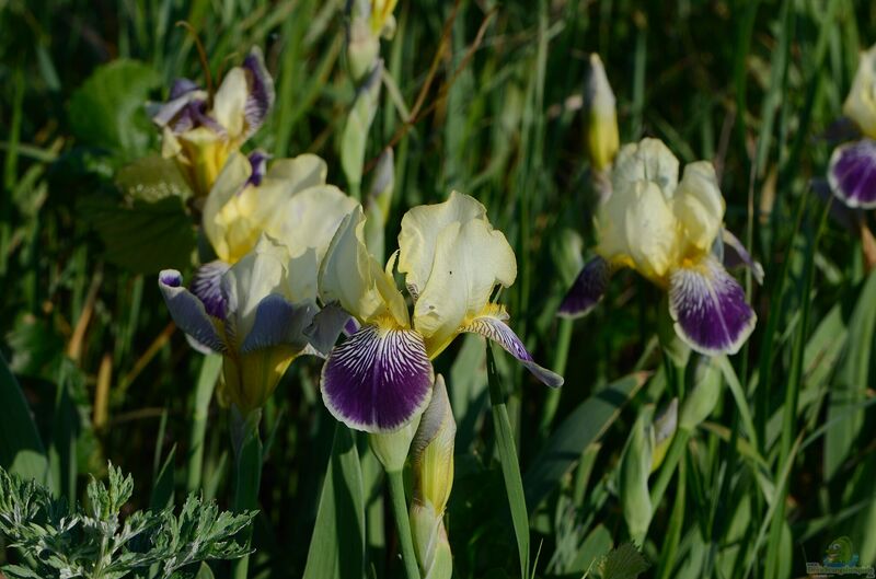 Iris versicolor am Gartenteich pflegen (Einrichtungsbeispiele mit Blaue Schwertlilie)