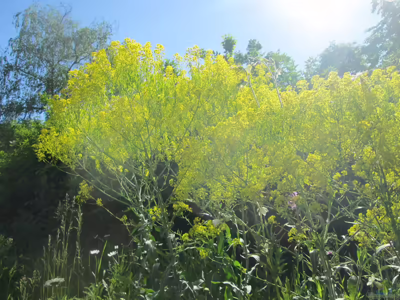 Isatis tinctoria im Garten pflanzen (Einrichtungsbeispiele mit Färberwaid)