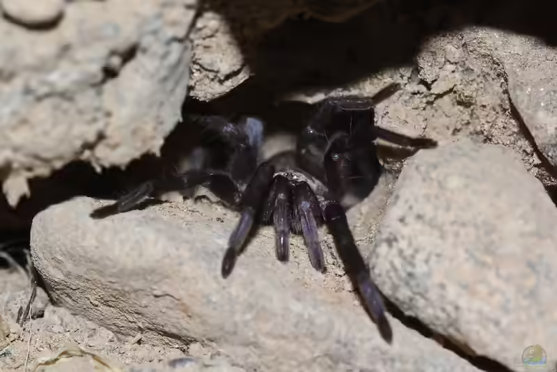 Ischnocolus jickelii im Terrarium halten (Einrichtungsbeispiele mit Ischnocolus jickelii)