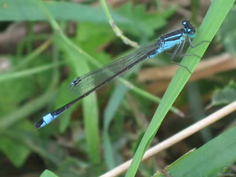 Ischnura elegans im Aquarium halten (Einrichtungsbeispiele mit Große Pechlibelle)