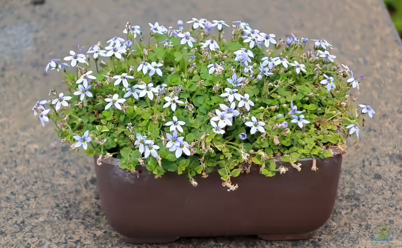 Isotoma fluviatilis am Gartenteich pflanzen (Einrichtungsbeispiele mit Blauer Bubikopf)