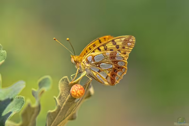 Kleiner Perlmutterfalter im Garten (Einrichtungsbeispiele mit Issoria lathonia)