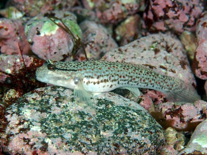 Istigobius campbelli im Aquarium halten (Einrichtungsbeispiele für Campbells Grundel)