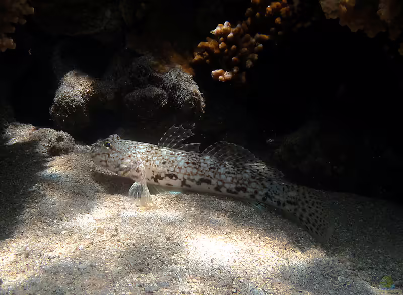 Istigobius decoratus im Aquarium halten (Einrichtungsbeispiele für Dekor-Grundel)