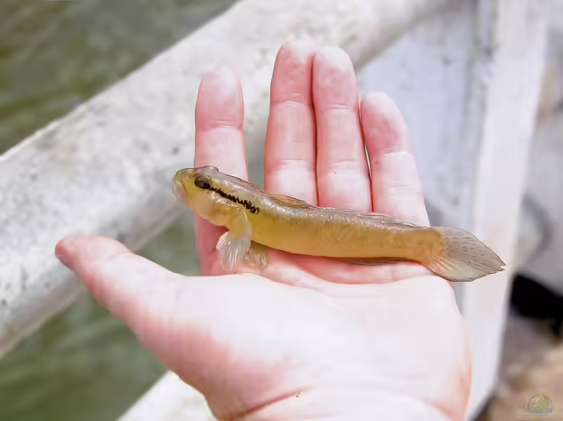 Istigobius diadema im Aquarium halten (Einrichtungsbeispiele für Eyeliner-Sandgrundel)