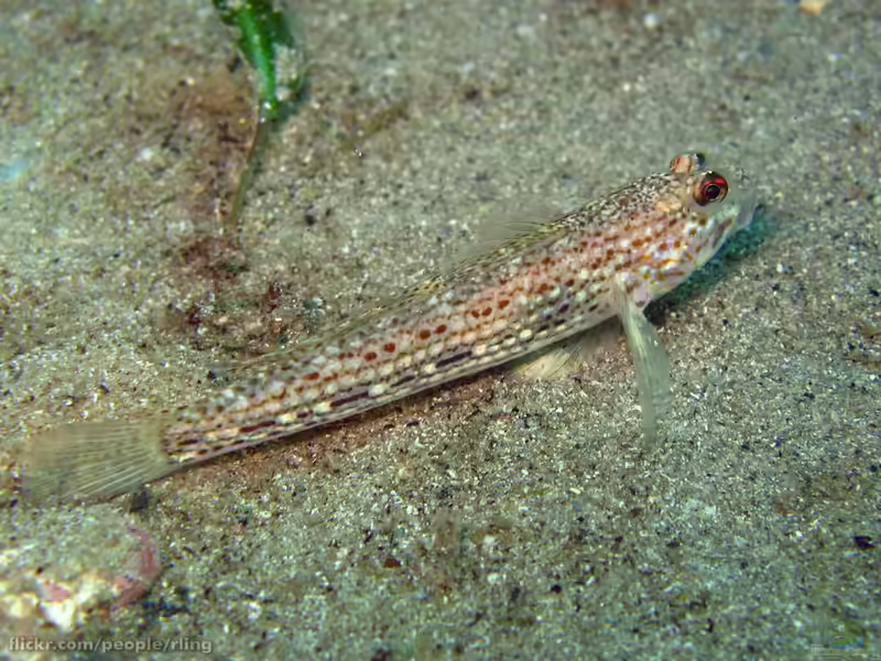 Istigobius hoesei im Aquarium halten (Einrichtungsbeispiele für Hoeses Sandgrundel)