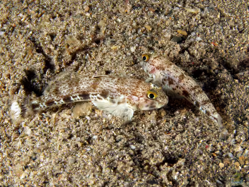 Istigobius nigroocellatus im Aquarium halten (Einrichtungsbeispiele für Schwarzflecken-Lagunengrundel)