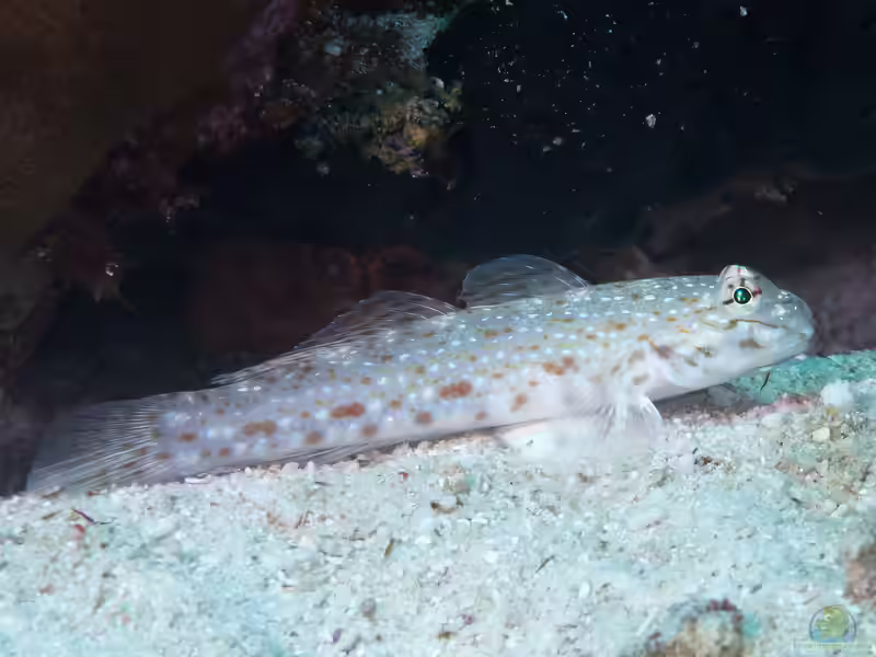 Istigobius rigilius im Aquarium halten (Einrichtungsbeispiele für Rigilius Grundel)