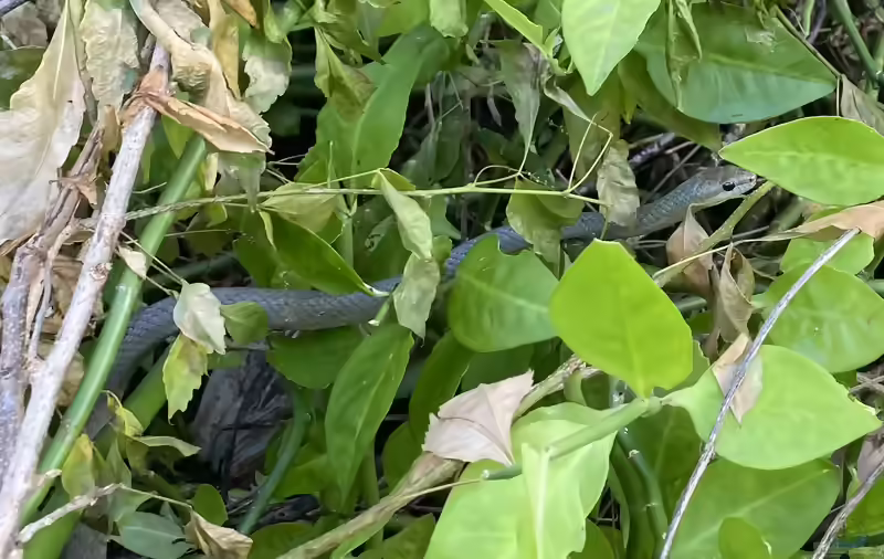 Ithycyphus miniatus im Terrarium halten (Einrichtungsbeispiele mit Kleine Nachtschlange)