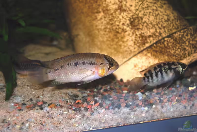 Aquarien mit Ivanacara adoketa (Zebra-Acara)
