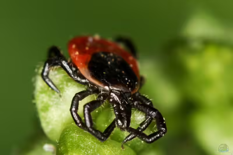 Ixodes ricinus im Garten (Einrichtungsbeispiele mit Gemeiner Holzbock)