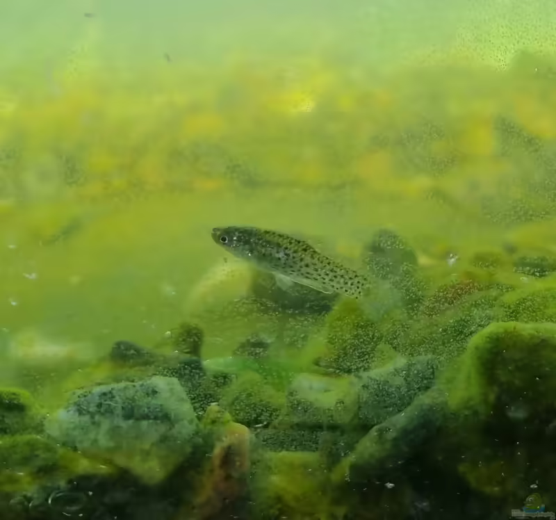 Jenynsia lineata: Echter Linienkärpfling im Aquarium halten (Einrichtungsbeispiele mit Jenynsia lineata)