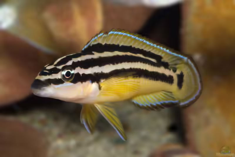Julidochromis-Arten aus dem Tanganjikasee (Einrichtungsbeispiele mit Julidochromis-Arten)