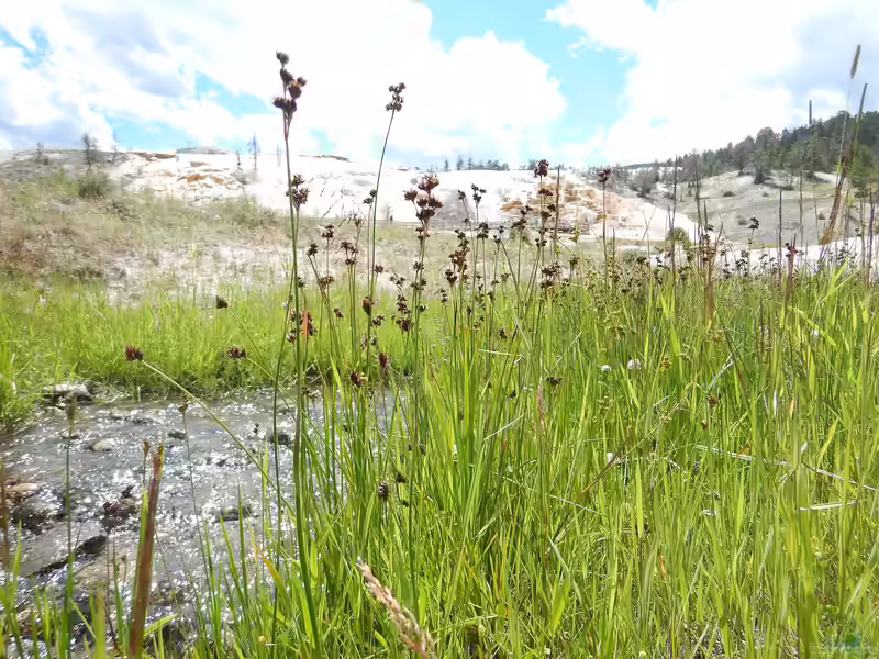 Juncus ensifolius am Gartenteich (Einrichtungsbeispiele mit Säbelsimse)