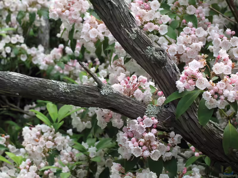 Kalmia latifolia im Garten pflanzen (Einrichtungsbeispiele mit Breitblättrige Lorbeerrose)