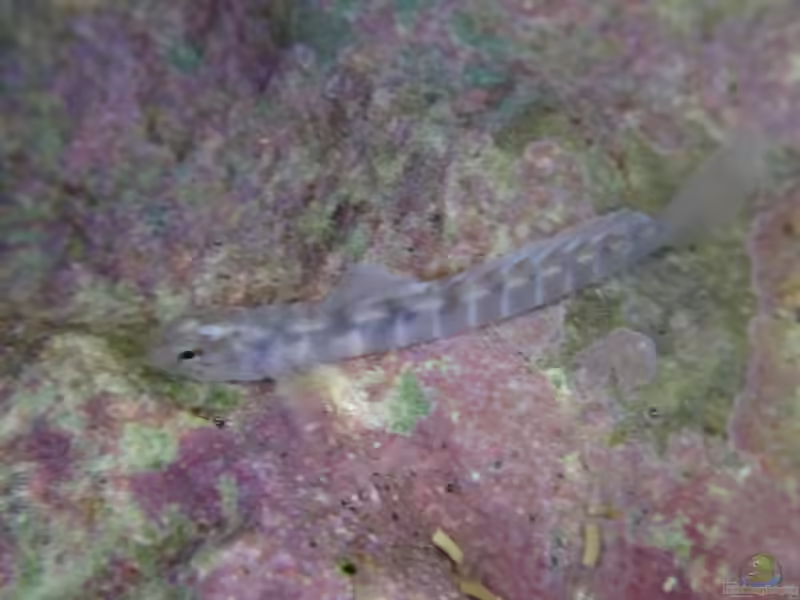 Kelloggella oligolepis im Aquarium halten (Einrichtungsbeispiele für Kelloggella oligolepis)