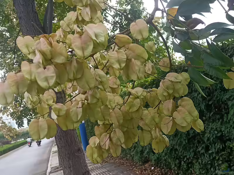 Koelreuteria paniculata im Garten pflanzen (Einrichtungsbeispiele mit Blasenbaum)