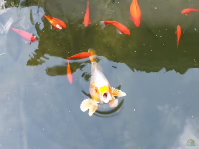Koi-Karpfen im Gartenteich halten (Einrichtungsbeispiele für Koi-Karpfen)