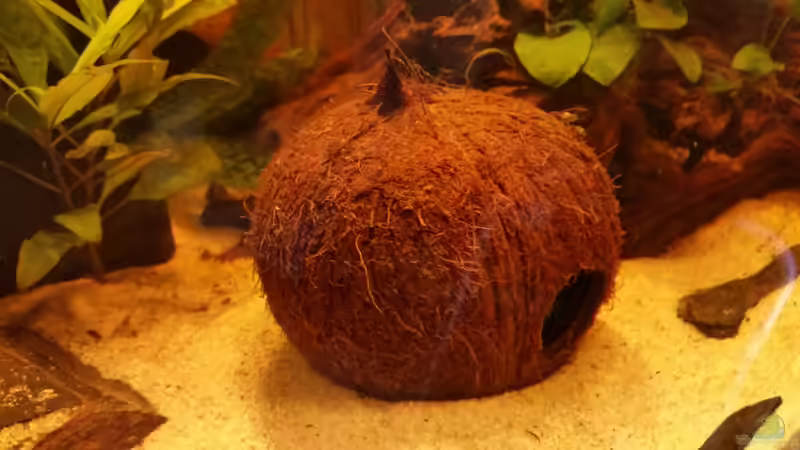 Kokosnussschalen als Deko im Aquarium (Einrichtungsbeispiele mit Kokosnuss)