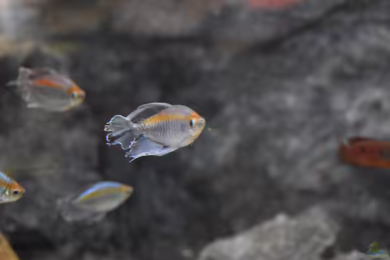 Phenacogrammus: Kongosalmler als farbenprächtige Schwarmfische für das Aquarium (Einrichtungsbeispiele mit Phenacogrammus-Arten)