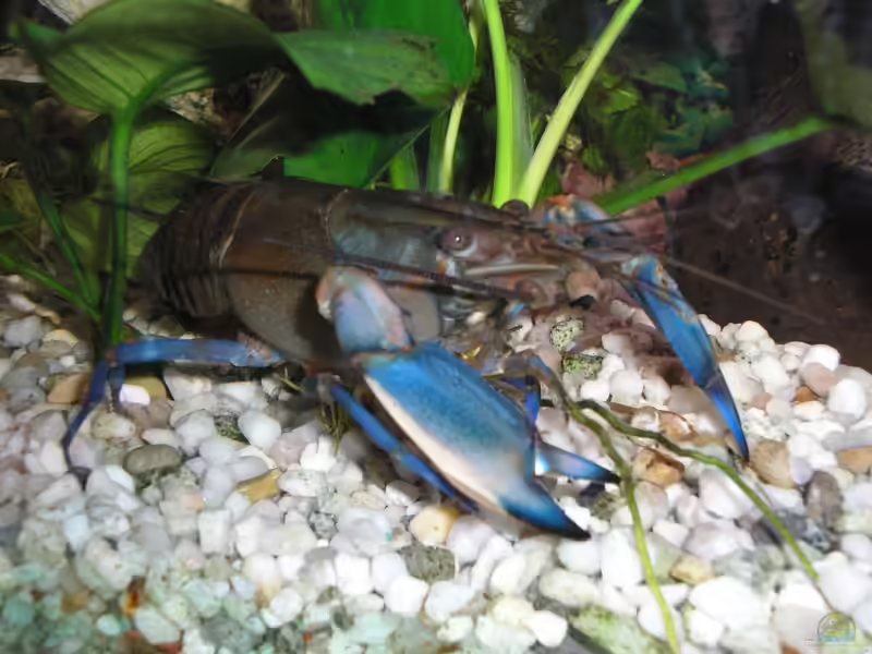 Krebse im Aquarium halten (Einrichtungsbeispiele mit Krebsen)