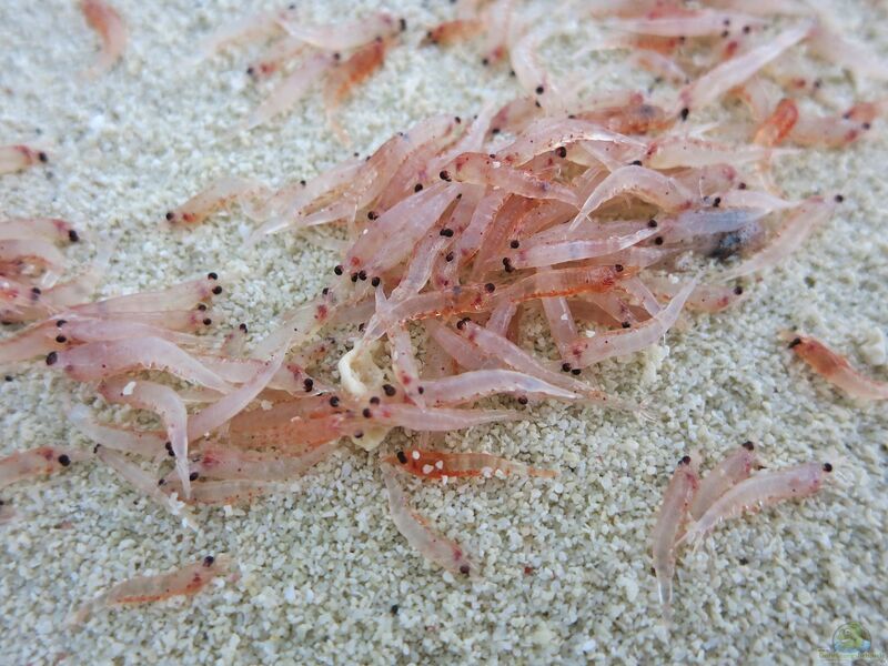 Krill als Futter für Fische (Zierfischfutter Krill)  - Krillaquarium