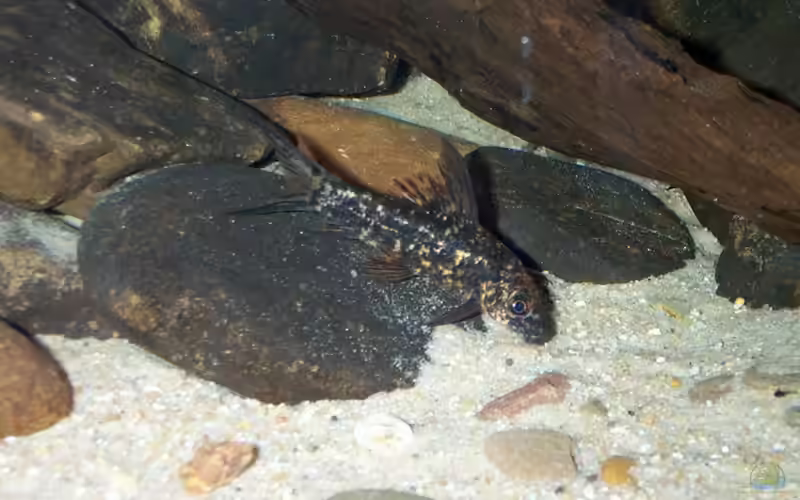 Labeo cyclorhynchus im Aquarium halten (Einrichtungsbeispiele mit Harlekin-Fransenlipper)