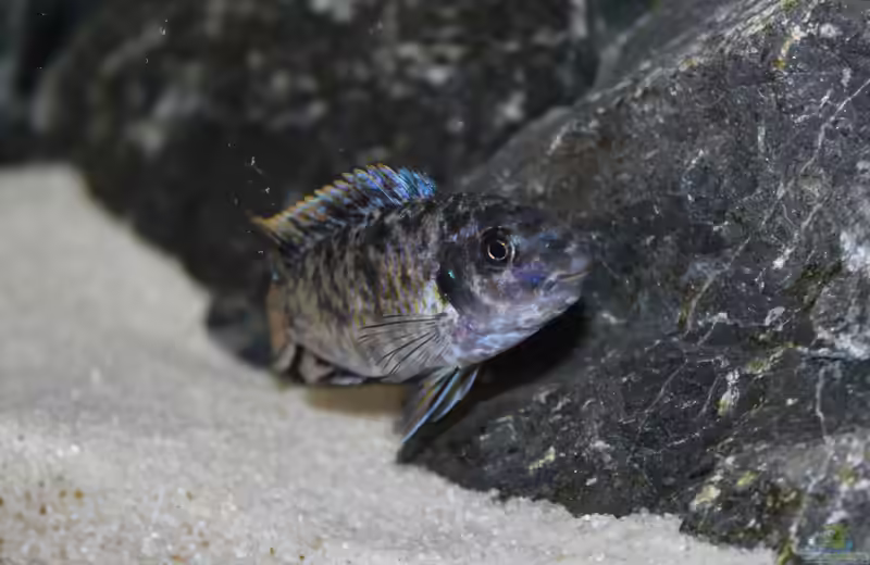 Labeotropheus fuelleborni im Aquarium halten (Einrichtungsbeispiele mit (Schabemund-Buntbarsch)