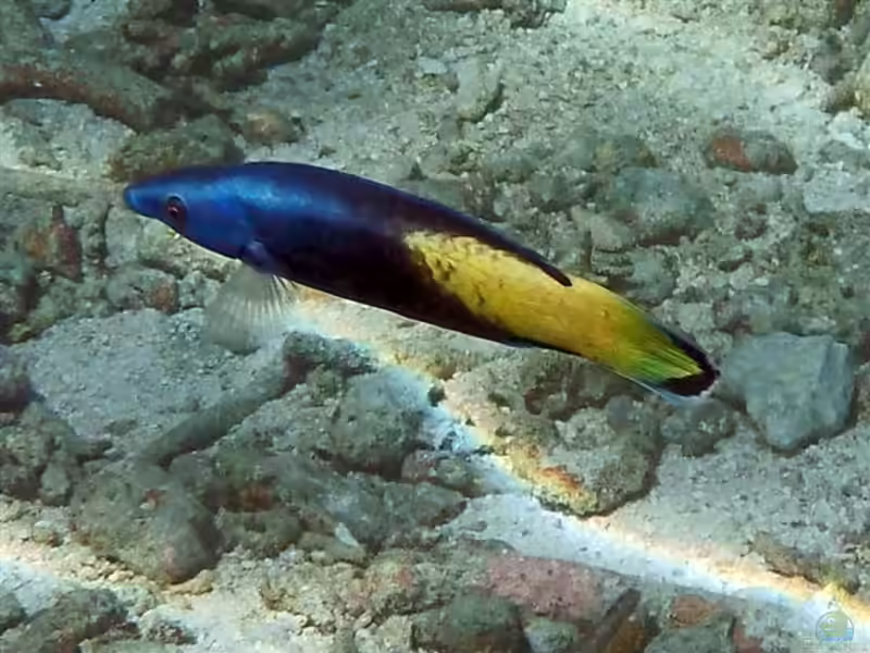 Labroides bicolor im Aquarium halten (Einrichtungsbeispiele für Zweifarben Putzerlippfisch)