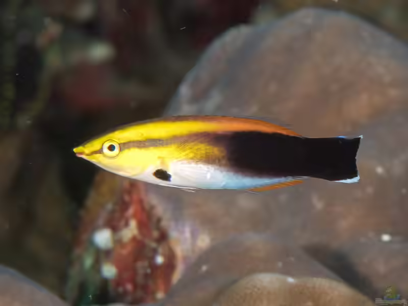 Labroides pectoralis im Aquarium halten (Einrichtungsbeispiele für Multicolor-Putzerlippfisch)