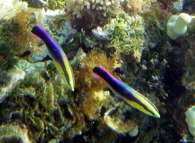 Labroides phthirophagus im Aquarium halten (Einrichtungsbeispiele für Hawaii Putzerlippfisch)