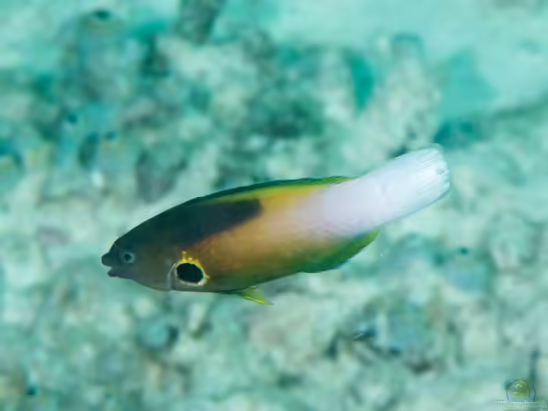 Labropsis alleni im Aquarium halten (Einrichtungsbeispiele für Allens Putzerlippfisch)