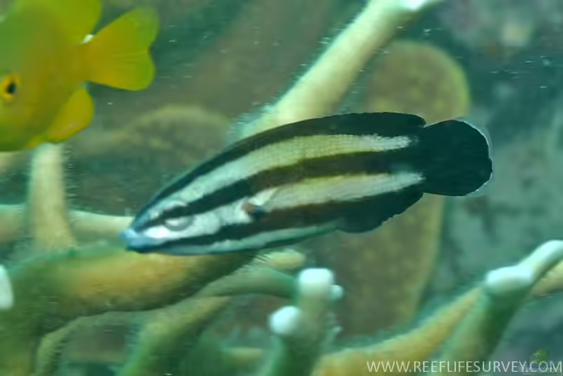 Labropsis australis im Aquarium halten (Einrichtungsbeispiele für Schlauchlippen-Putzerlippfisch)