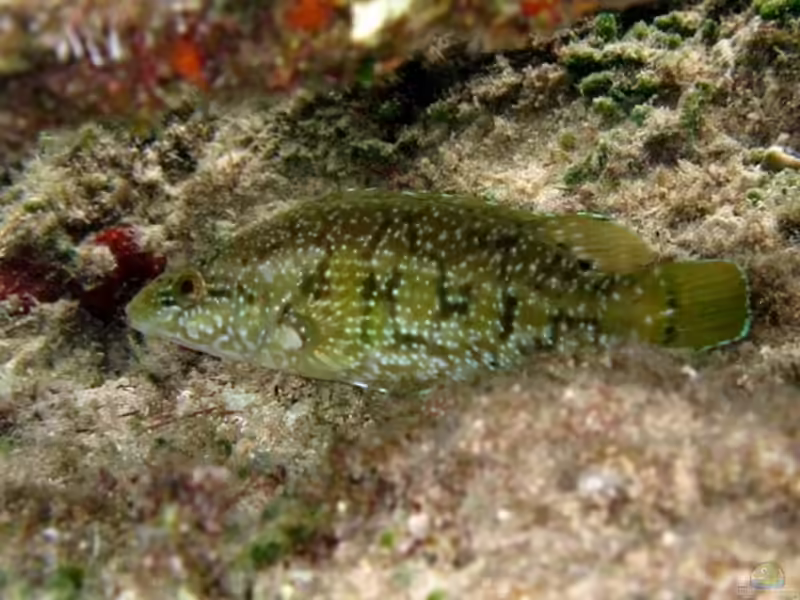 Labrus merula im Aquarium halten (Einrichtungsbeispiele für Brauner Junker)
