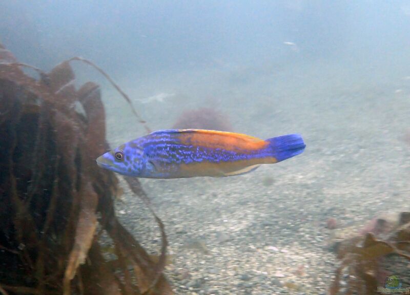 Labrus mixtus im Aquarium halten (Einrichtungsbeispiele für Kuckucks-Lippfisch)