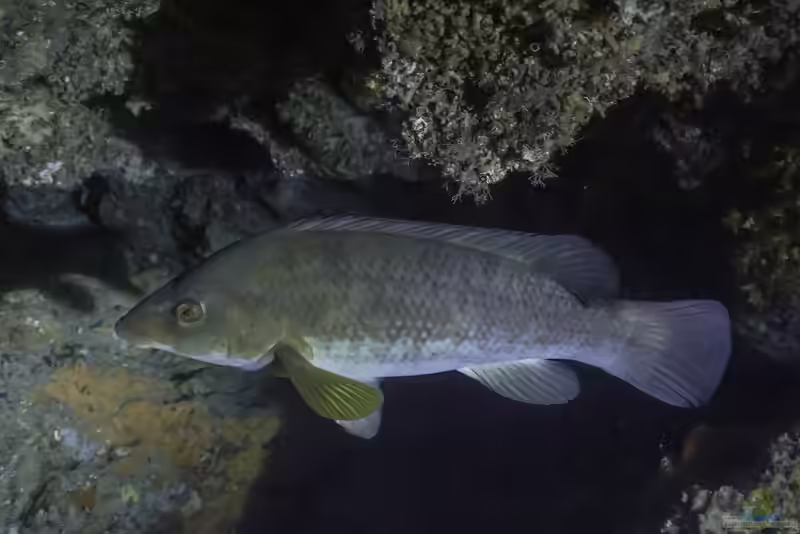 Labrus viridis im Aquarium halten (Einrichtungsbeispiele für Grüner Lippfisch)