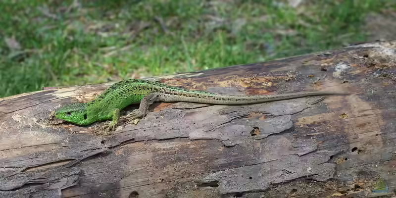 Lacerta agilis im Terrarium halten (Einrichtungsbeispiele für Zauneidechsen)