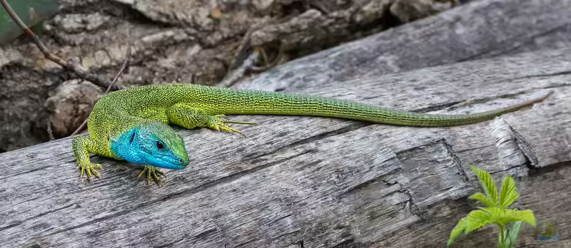 Lacerta viridis im Terrarium halten (Einrichtungsbeispiele für Östliche Smaragdeidechse)