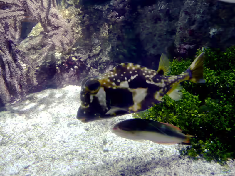 Lactophrys trigonus im Aquarium halten (Einrichtungsbeispiele für Buffalo-Kofferfisch)