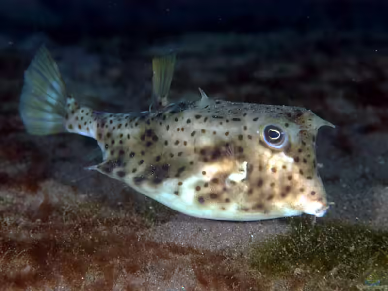 Lactoria diaphana im Aquarium halten (Einrichtungsbeispiele für Stachelrücken-Kofferfisch)