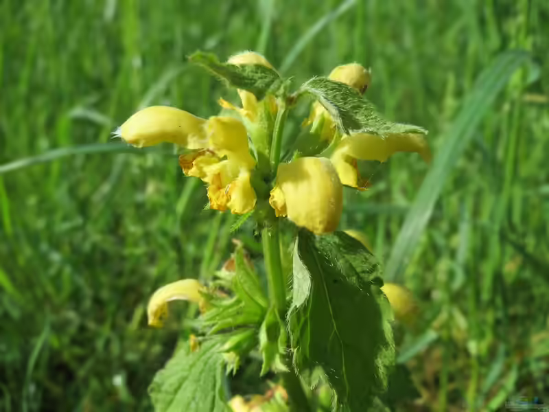 Lamium galeobdolon im Garten pflanzen (Einrichtungsbeispiele mit Gewöhnliche Goldnessel)