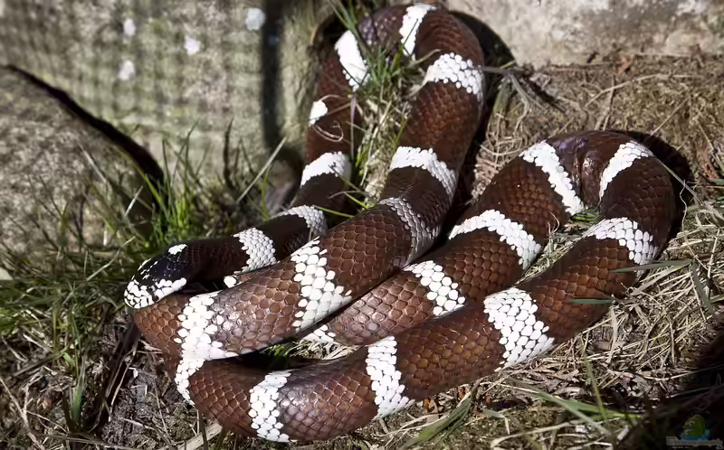 Lampropeltis getula californiae im Terrarium halten (Einrichtungsbeispiele für Kalifornische Kettennatter)
