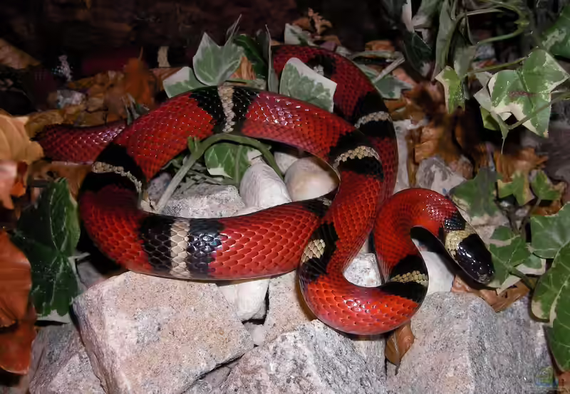 Lampropeltis polyzona sinaloae im Terrarium halten (Einrichtungsbeispiele für Sinaloa Milchschlange)