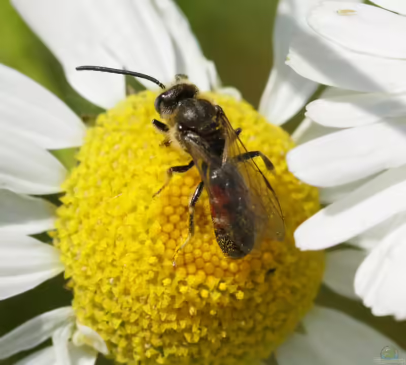 Lasioglossum calceatum im Garten (Einrichtungsbeispiele mit Gewöhnliche Schmalbiene)