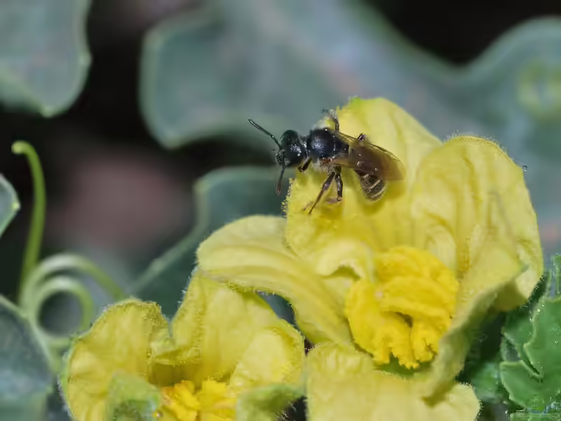 Lasioglossum malachurum im Garten (Einrichtungsbeispiele mit Feldweg-Schmalbiene)