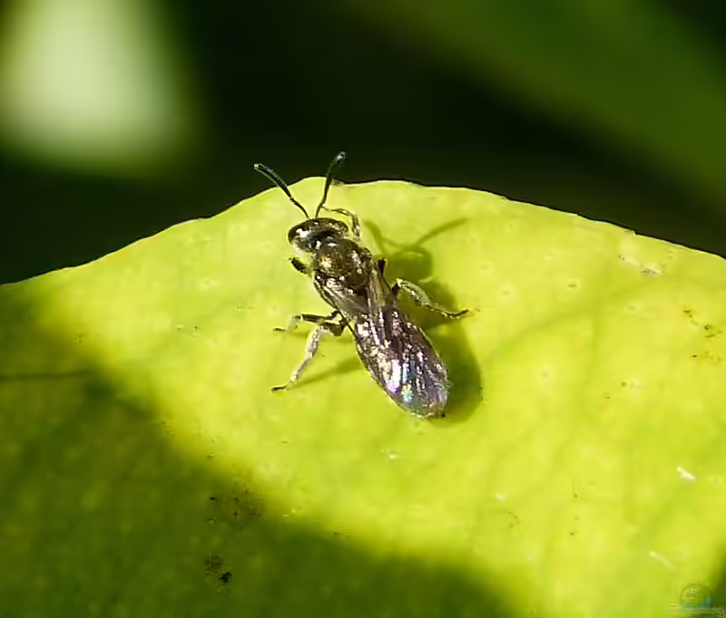 Lasioglossum morio im Garten (Einrichtungsbeispiele mit Dunkelgrüne Schmalbiene)